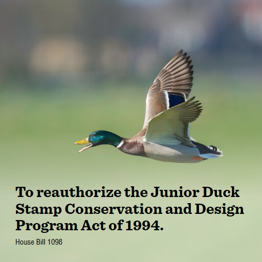H.R.1098 119 To reauthorize the Junior Duck Stamp Conservation and Design Program Act of 1994