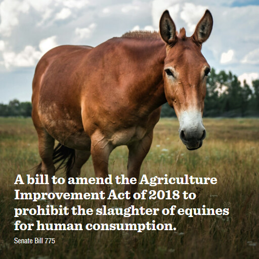 S.775 119 A bill to amend the Agriculture Improvement Act of 2018 to prohibit the slaughter of equin