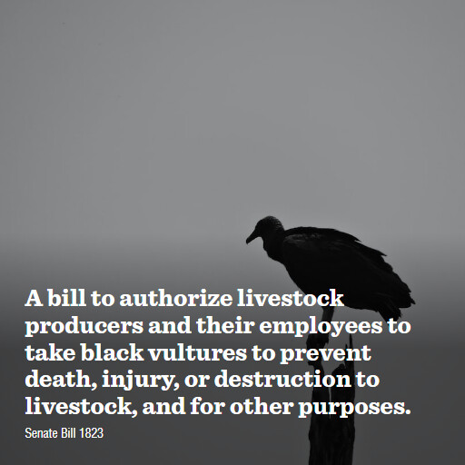 S.1823 119 A bill to authorize livestock producers and their employees to take black vultures to prev